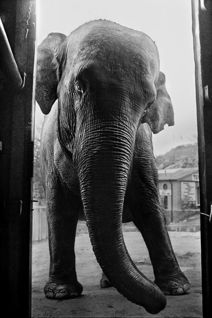 Éléphant - PHOTO DAYS: 30 JOURS, 80 LIEUX, 475 ARTISTES L’évènement qui anime la vie culturelle parisienne. Éléphant - PHOTO DAYS: 30 JOURS, 80 LIEUX, 475 ARTISTES L’évènement qui anime la vie culturelle parisienne.